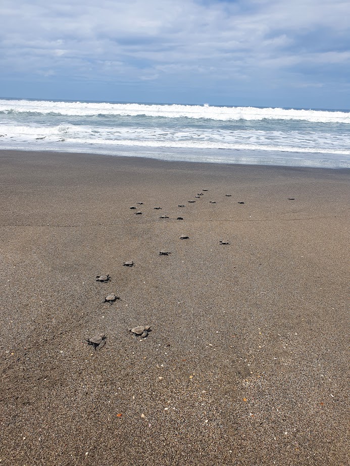 Turtle release Juan Venado Island with Mono Loco Adventures