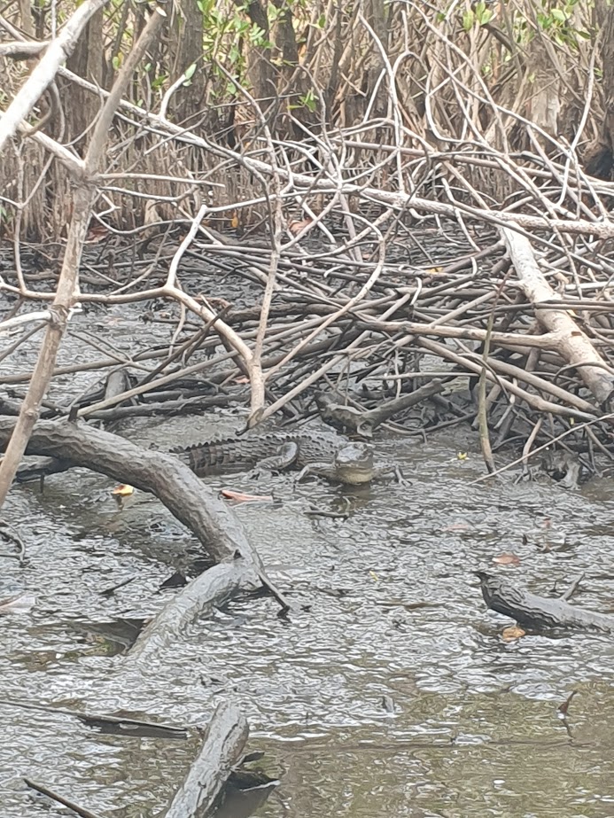 Spotting a cayman at the Juan Venado Island Mangrove with Mono Loco Adventures