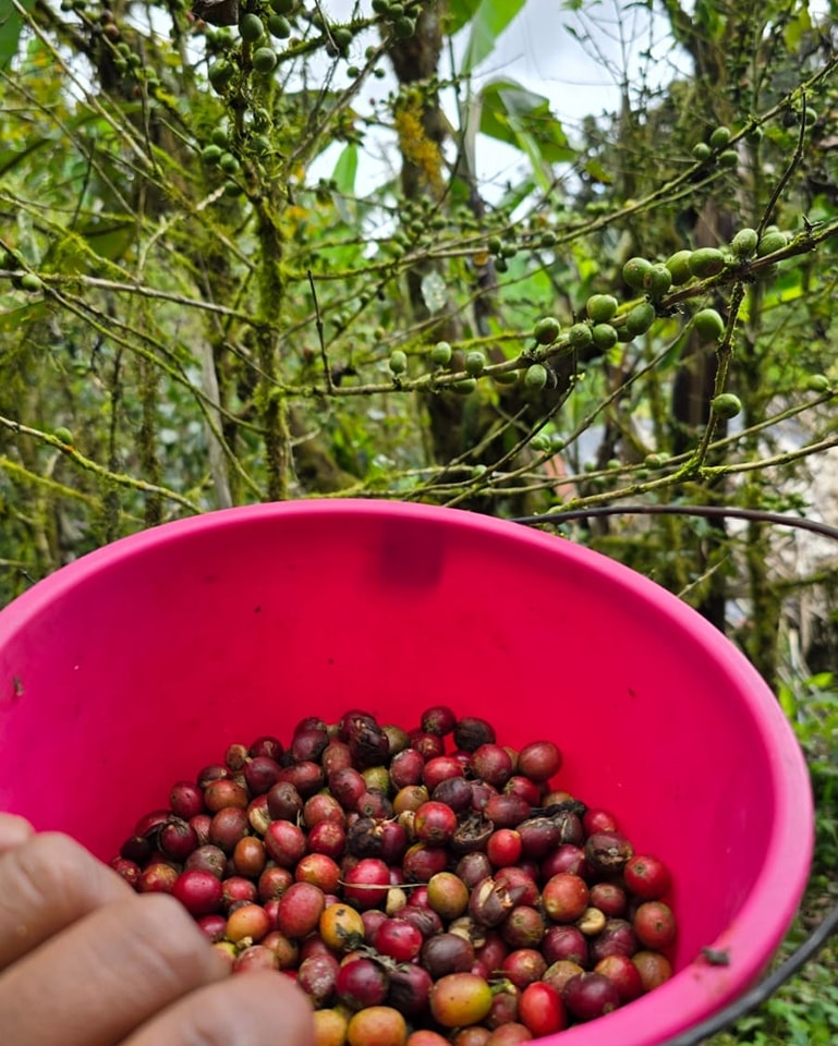 Visiting a coffee plantation with Mono Loco Adventures