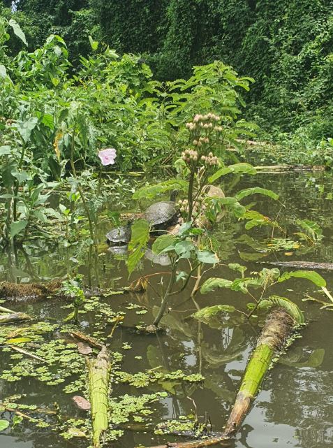 Turtles during the Kayak Tour on Ometepe with Mono Loco Adventures
