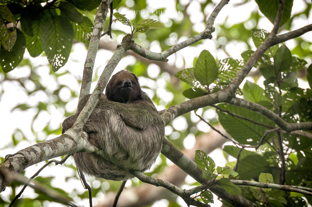 Watching a sloth hanging in Los Guatuzos with Mono Loco Adventures