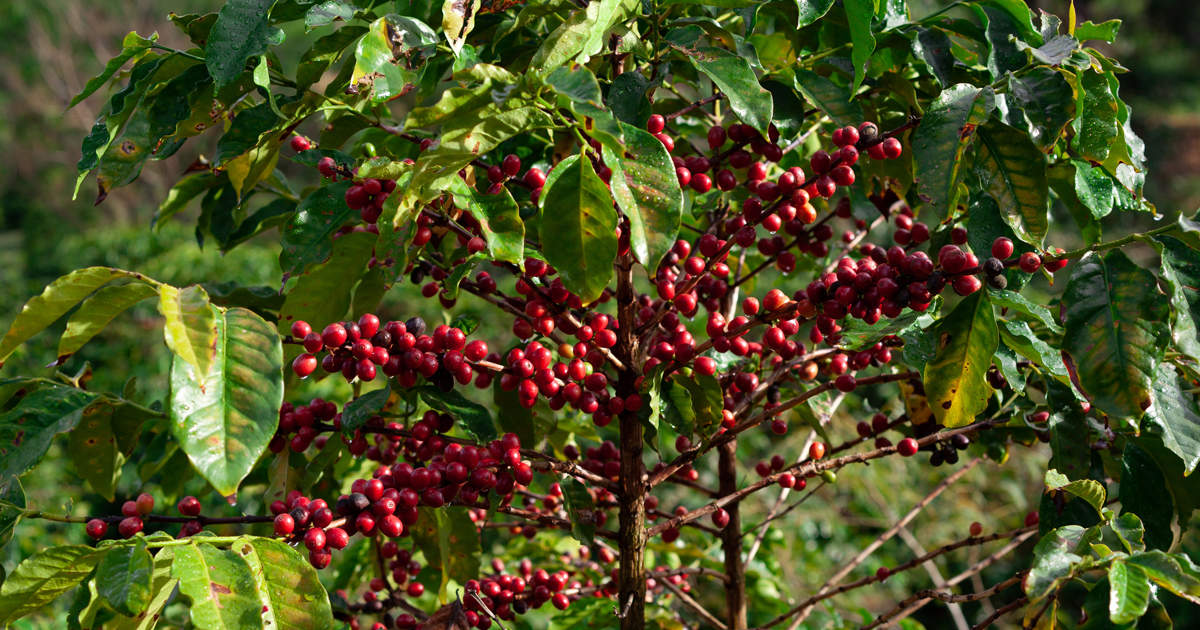Coffee tour in Matagalpa Sleva Negra