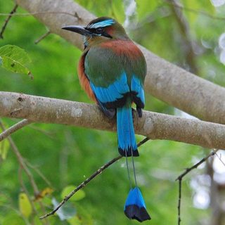 Guardabaranco the national bird of Nicaragua
