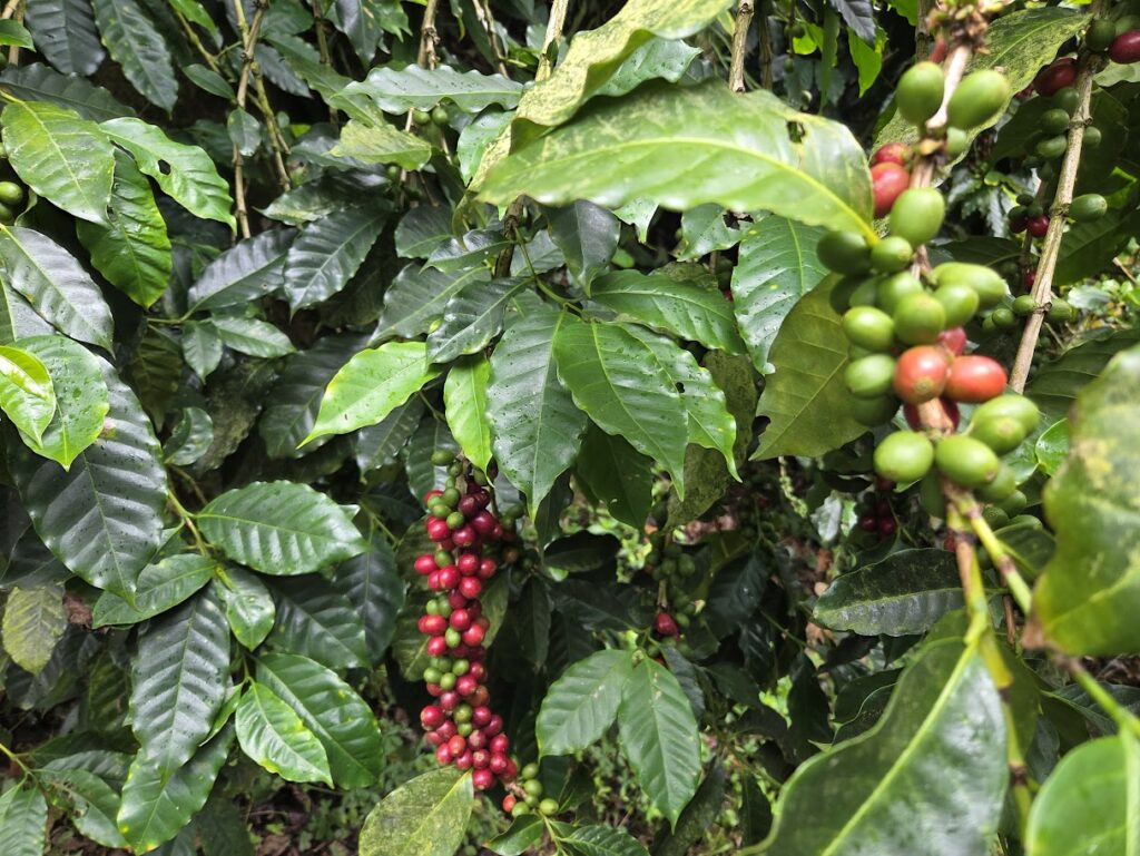 Coffee tour at Selva Negra